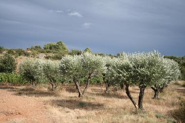 Maison de vacances �/en/au Sant Cinian (H�rault)ou appartement ou maison de vacances