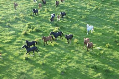 Maison de vacances /en/au Pozezdrze (Warminsko-Mazurskie)ou appartement ou maison de vacances