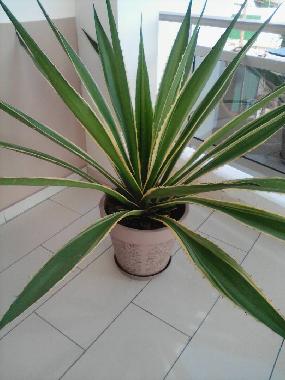 Appartement de vacances �/en/au Avepozo Plage (Lome)ou appartement ou maison de vacances