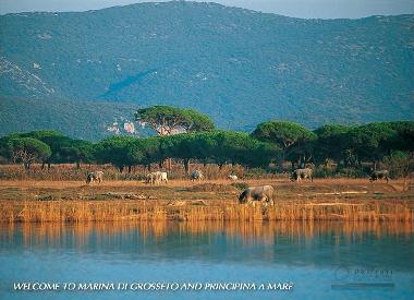 Appartement de vacances /en/au CASTIGLIONE DELLA PESCAIA / PRINCIPINA A MARE (Gro (Grosseto)ou appartement ou maison de vacances