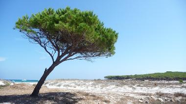 Maison de vacances /en/au Brunella (Nuoro)ou appartement ou maison de vacances