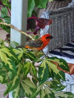 Appartement de vacances /en/au Pereybere (Pereybere)ou appartement ou maison de vacances