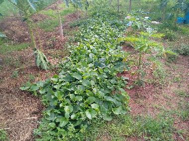 Maison de vacances /en/au chackpong (Rayong)ou appartement ou maison de vacances