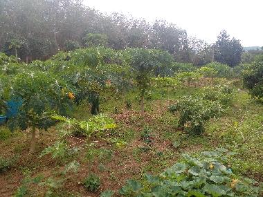 Maison de vacances /en/au chackpong (Rayong)ou appartement ou maison de vacances