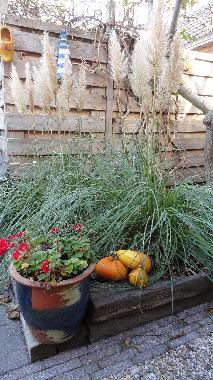 Maison de vacances �/en/au Egmond aan Zee (Noord-Holland)ou appartement ou maison de vacances