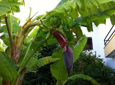 Villa /en/au Nea Skioni (Chalkidiki)ou appartement ou maison de vacances