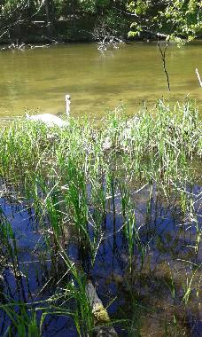 Maison de vacances /en/au Krutyn (Warminsko-Mazurskie)ou appartement ou maison de vacances