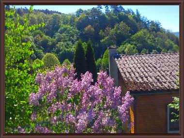 Maison de vacances /en/au Hatzfeld/Eder (Waldecker Land)ou appartement ou maison de vacances