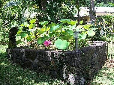 Maison de vacances /en/au Berive (Runion)ou appartement ou maison de vacances