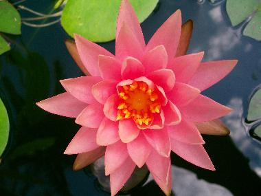 Maison de vacances /en/au Berive (Runion)ou appartement ou maison de vacances