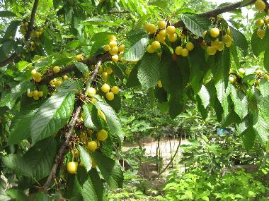 Villa �/en/au Golden Sands (Varna)ou appartement ou maison de vacances