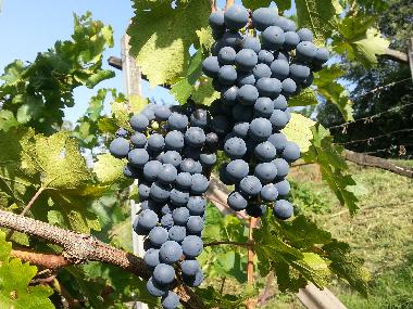 Appartement de vacances /en/au Dorf Tirol  (Bolzano-Bozen)ou appartement ou maison de vacances