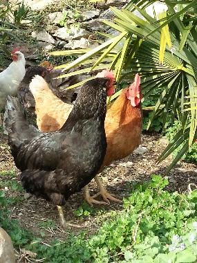 Appartement de vacances /en/au Dorf Tirol  (Bolzano-Bozen)ou appartement ou maison de vacances