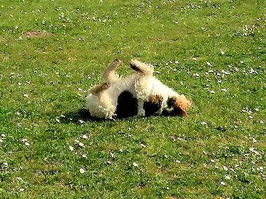 Maison de vacances �/en/au Denneville-Plage (Manche)ou appartement ou maison de vacances