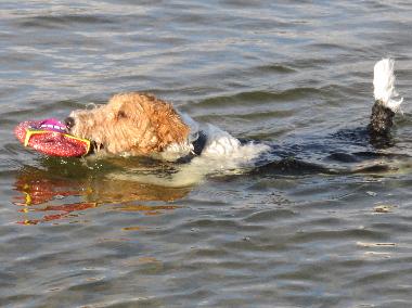 Maison de vacances �/en/au Denneville-Plage (Manche)ou appartement ou maison de vacances