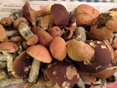 Maison de vacances /en/au Lansjrv nges Aspberg (Norrbotten)ou appartement ou maison de vacances