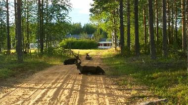 Maison de vacances /en/au Lansjrv nges Aspberg (Norrbotten)ou appartement ou maison de vacances