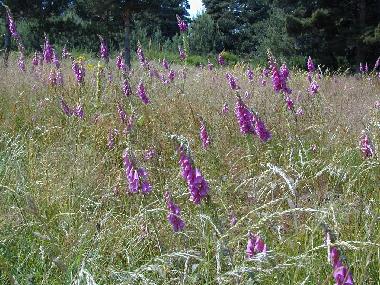 Maison de vacances �/en/au Saint-Jeure d
