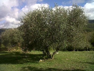 Appartement de vacances �/en/au Castellina Marittima (Pisa)ou appartement ou maison de vacances