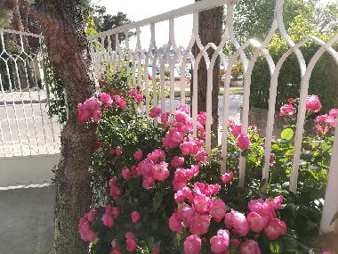 Appartement de vacances /en/au Vodice (Sibensko-Kninska)ou appartement ou maison de vacances