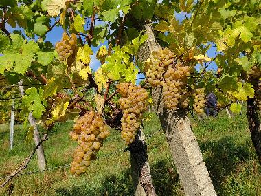 Appartement de vacances /en/au Klosterneuburg, Kritzendorf (Wiener Umland/Nordteil)ou appartement ou maison de vacances