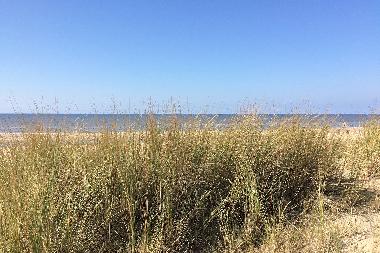 Appartement de vacances /en/au Noordwijk  (Zuid-Holland)ou appartement ou maison de vacances