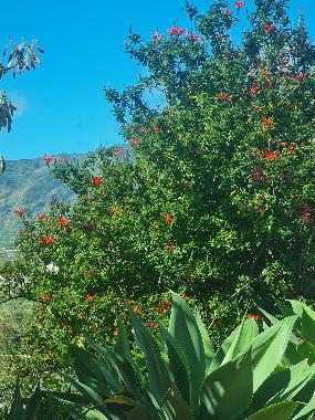Maison de vacances /en/au Los Llanos (La Palma und El Hierro)ou appartement ou maison de vacances