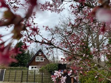 Maison de vacances �/en/au Burg Spreewald (Spree-Nei�e)ou appartement ou maison de vacances