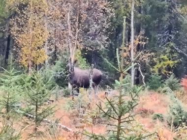 Maison de vacances �/en/au Abborrtr�sk (Norrbotten)ou appartement ou maison de vacances