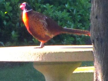 Appartement de vacances �/en/au Plouguerneau (Finist�re)ou appartement ou maison de vacances